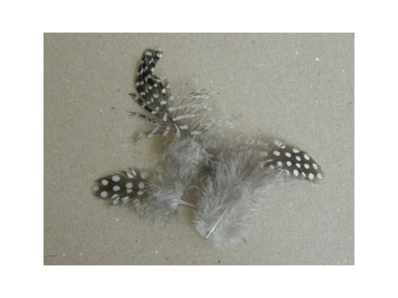 Peří Perlička, Natur-10ks